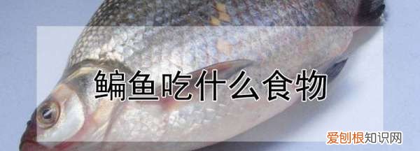 鳊鱼吃什么食物,轮叶黑藻可养编鱼