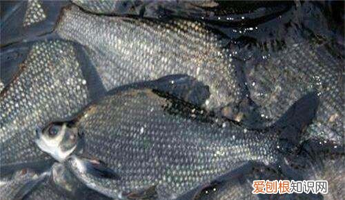 鳊鱼吃什么食物，轮叶黑藻可养编鱼