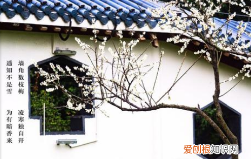 墙角数枝梅凌寒独自开出自哪首诗