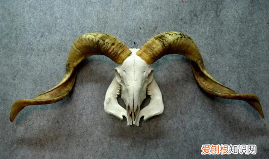 羊角怎么处理干净，刚入手的羊角手串怎么盘