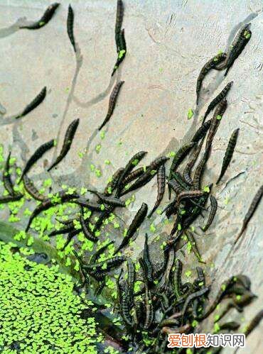 谁知道这是什么虫子有图片,臭水沟上飘来飘去的是什么虫子