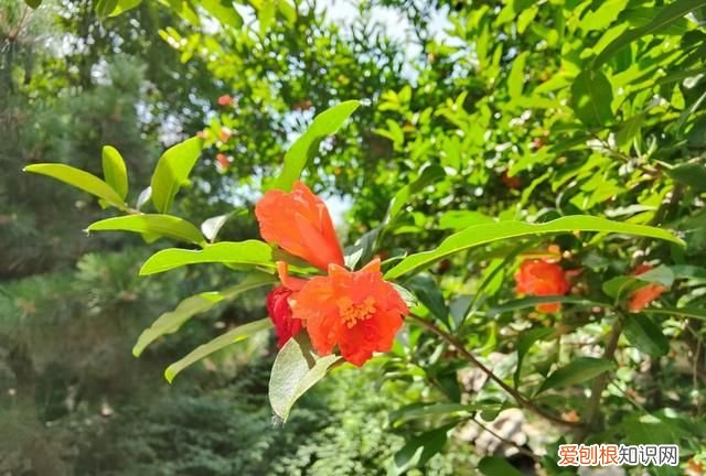 手机2k屏和1080p的区别能够看出来吗