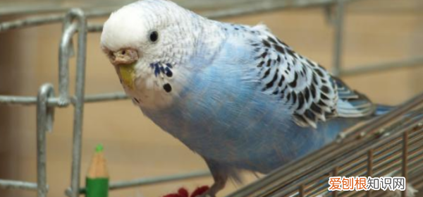 玄凤和牡丹可以养在一起，牡丹放玄凤隔壁笼子会影响繁殖吗