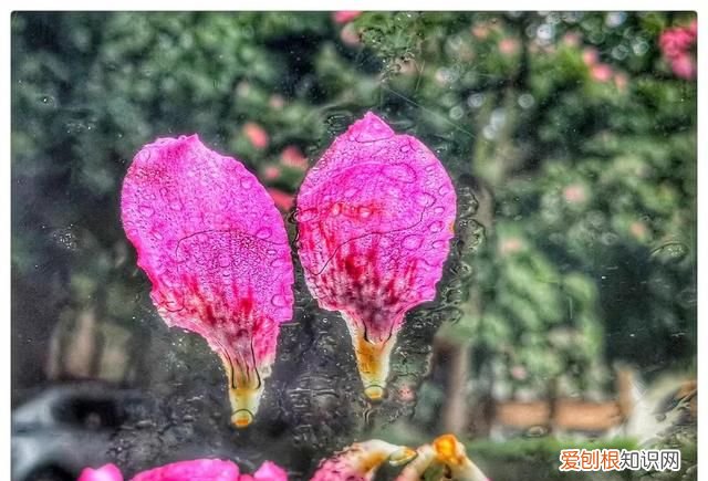 初恋如风完整版 如风如画的爱情大结局