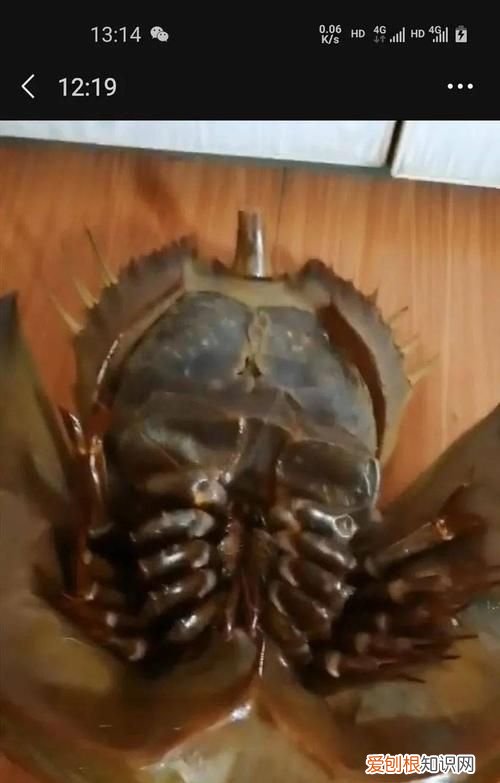 海里像尸蟞的是什么