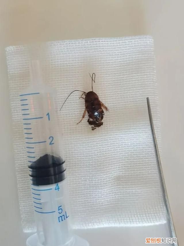 床上有小蟑螂爬进耳朵的几率大吗 女子睡梦中蟑螂爬进耳朵