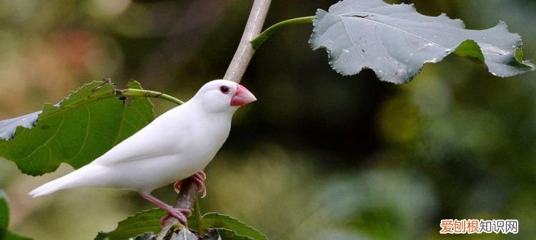 白文鸟有什么寓意,山青惹流水川舍长亦在是什么意思