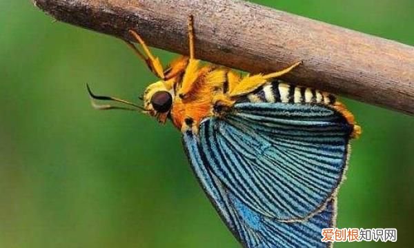 昆虫类有哪些,鞘翅目昆虫有哪些