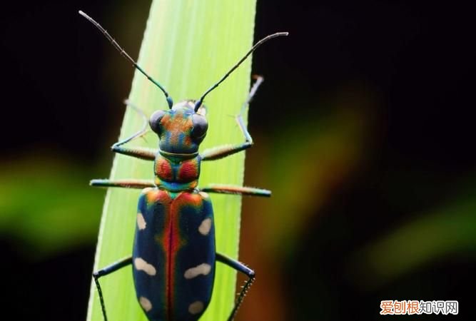 昆虫类有哪些,鞘翅目昆虫有哪些