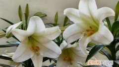 百合种球要全部埋进土里，百合种球的种植方法和注意事项视频