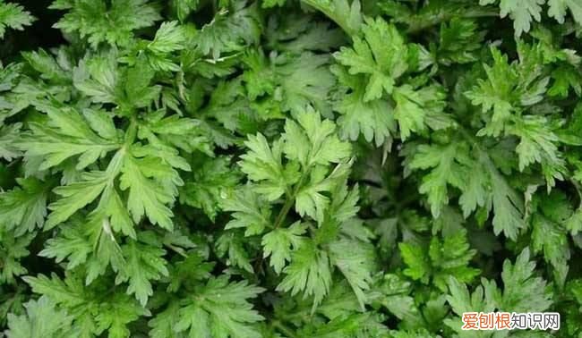 艾叶怎么保存才放得久,艾绒要怎么保存比较好