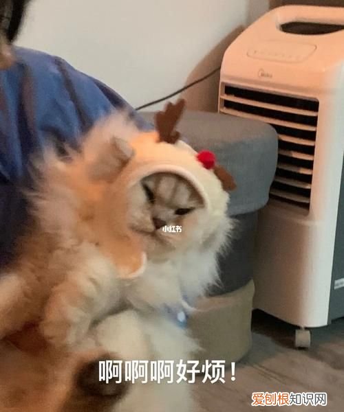 小猫咪嘿嘿嘿什么梗