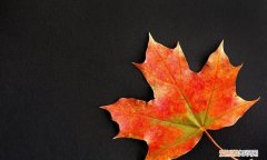 枫叶怎么泡才会更黑，黑枫叶代表什么意思