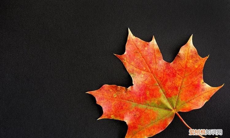 枫叶怎么泡才会更黑，黑枫叶代表什么意思