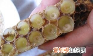 蜂王胎怎么吃