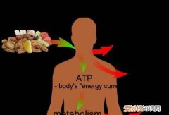 人身体为什么臭，人体内的热是如何形成的