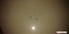 房间里有蚂蚁怎么彻底清除，为什么房间里会有很多蚂蚁应该怎么办