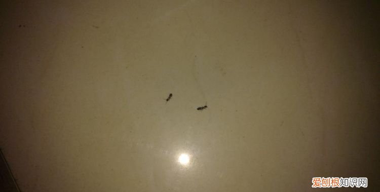 房间里有蚂蚁怎么彻底清除,为什么房间里会有很多蚂蚁应该怎么办