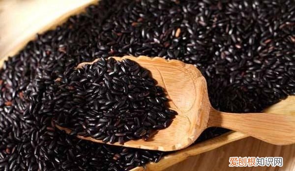 黑米要煮多久才熟，黑米粉怎么煮要煮多久