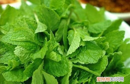 新鲜的薄荷怎么吃，不新鲜的薄荷叶可以干什么