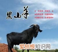 云上黑山羊哪里买，云上黑山羊哪里可以买