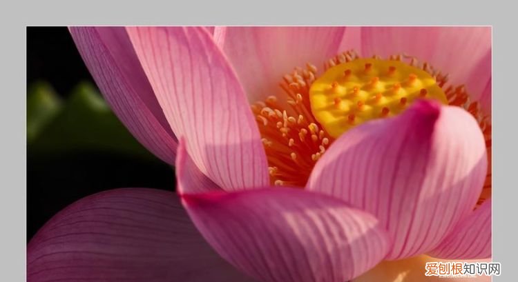 莲绛讲的什么内容