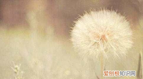 二年级种子发芽需要什么条件