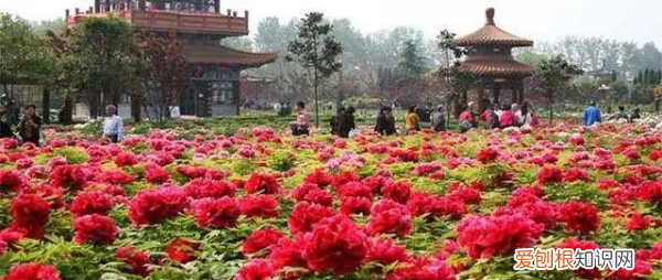 洛阳牡丹节是几月