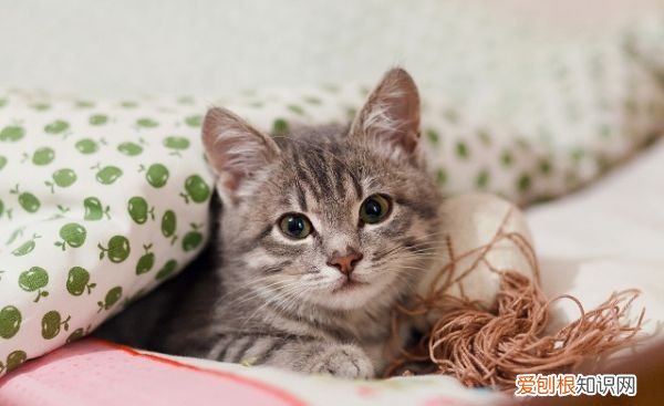 猫会自己去猫砂拉屎，两个月的猫咪可以自主排便吗