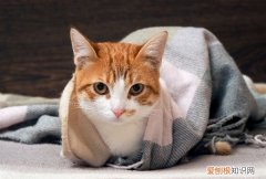 猫会自己去猫砂拉屎，两个月的猫咪可以自主排便吗