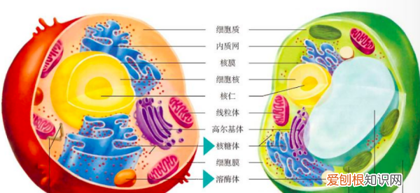 Mi是什么细胞器,细胞器的缩写都是什么意思