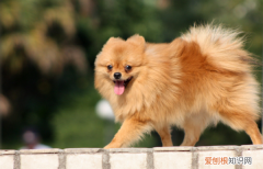 博美喝水要注意事项有哪些，2个月的小博美低血糖是怎么引起的