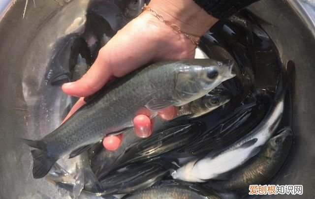 吃螺蛳的草鱼叫什么