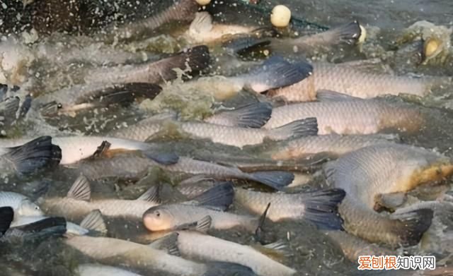 吃螺蛳的草鱼叫什么