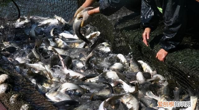 吃螺蛳的草鱼叫什么