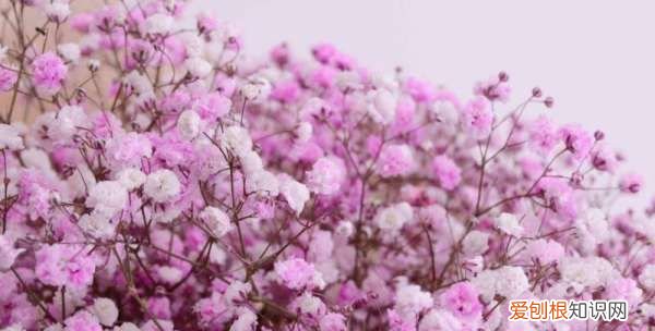 满天星怎么养，满天星可以扦插