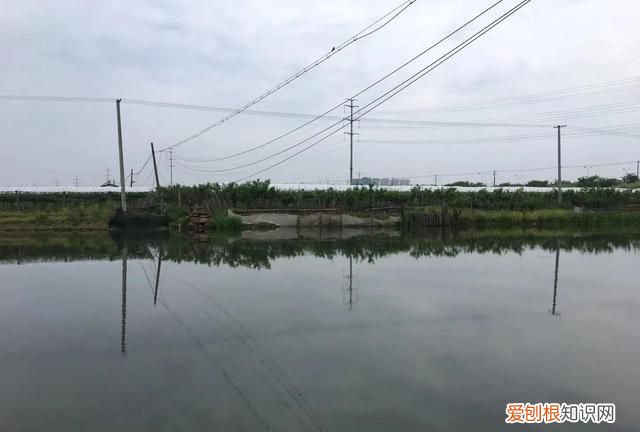 记忆中的水乡,兴化市记忆中的水乡