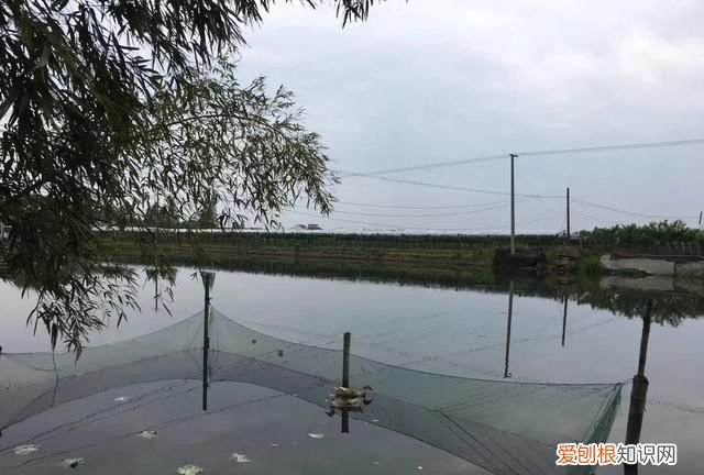 记忆中的水乡,兴化市记忆中的水乡