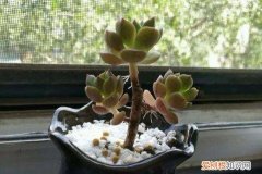 多肉长气根是什么原因怎样处理