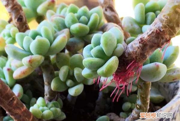 多肉长气根是什么原因怎样处理