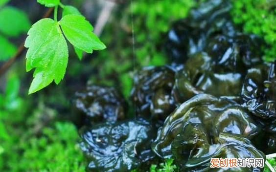 地角皮怎么清洗干净,带草的地皮菜怎么快速洗干净