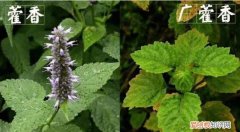 广藿香能喂猪，广藿香和藿香的区别