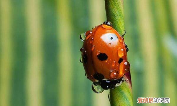 七星瓢虫吃什么水果，七星瓢虫吃什么食物