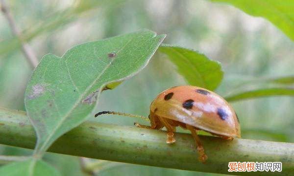 七星瓢虫吃什么水果，七星瓢虫吃什么食物