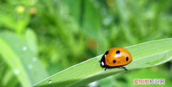 七星瓢虫吃什么水果，七星瓢虫吃什么食物