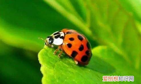 七星瓢虫吃什么水果，七星瓢虫吃什么食物