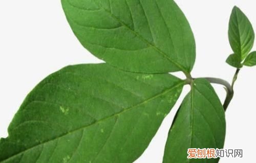 叶子团花图及简单剪纸方法,叶子最简单的剪纸方法银杏叶