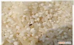 大米防止生虫的七个方法，大米生虫子用什么方法能解决