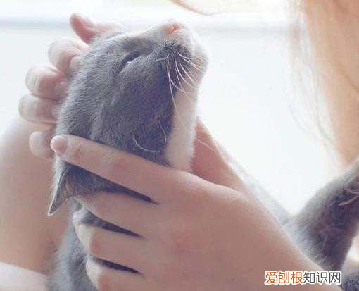 猫咪怎么识别身份，猫咪可以用什么识别身份