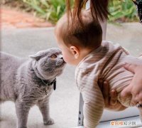猫咪怎么识别身份，猫咪可以用什么识别身份